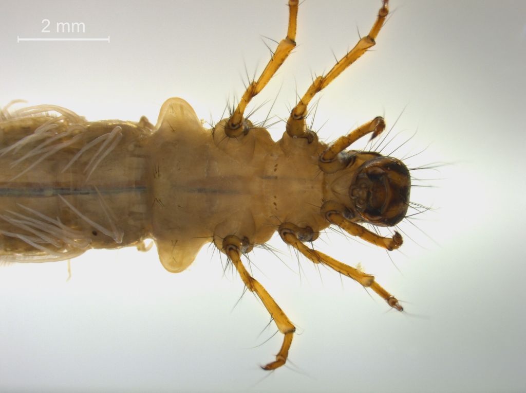 Limnephilus decipiens